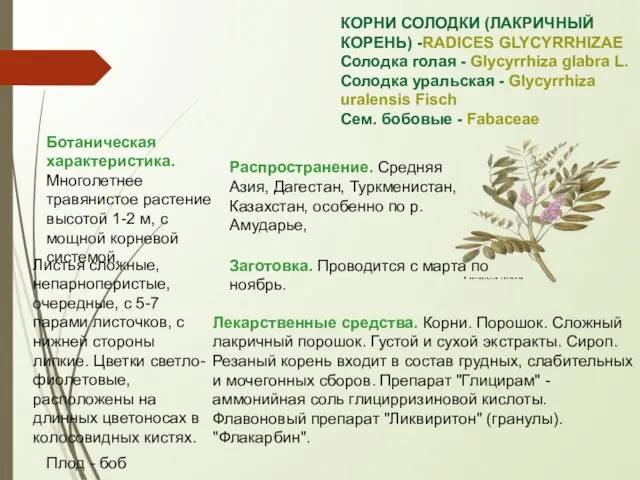 КОРНИ СОЛОДКИ (ЛАКРИЧНЫЙ КОРЕНЬ) -RADICES GLYCYRRHIZAE Солодка голая - Glycyrrhiza glabra