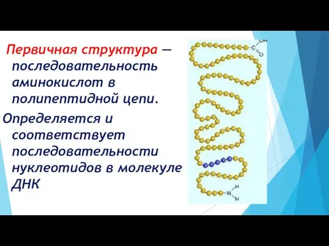 Первичная структура — последовательность аминокислот в полипептидной цепи. Определяется и соответствует последовательности нуклеотидов в молекуле ДНК