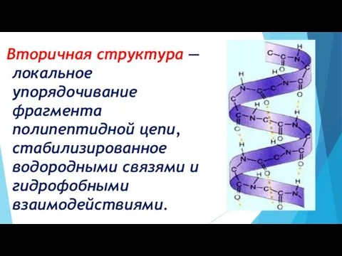 Вторичная структура — локальное упорядочивание фрагмента полипептидной цепи, стабилизированное водородными связями и гидрофобными взаимодействиями.