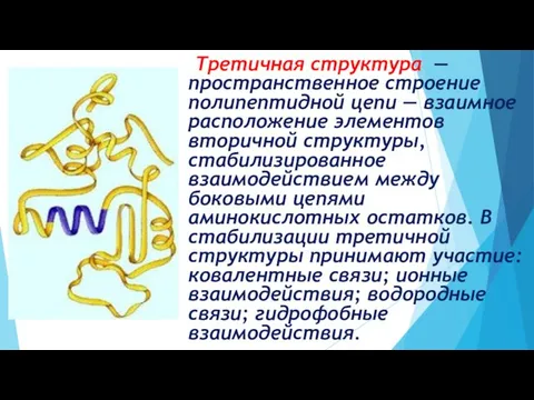 Третичная структура — пространственное строение полипептидной цепи — взаимное расположение элементов