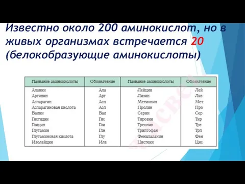 Известно около 200 аминокислот, но в живых организмах встречается 20 (белокобразующие аминокислоты)