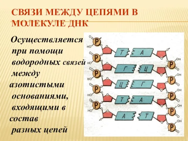 СВЯЗИ МЕЖДУ ЦЕПЯМИ В МОЛЕКУЛЕ ДНК Осуществляется при помощи водородных связей