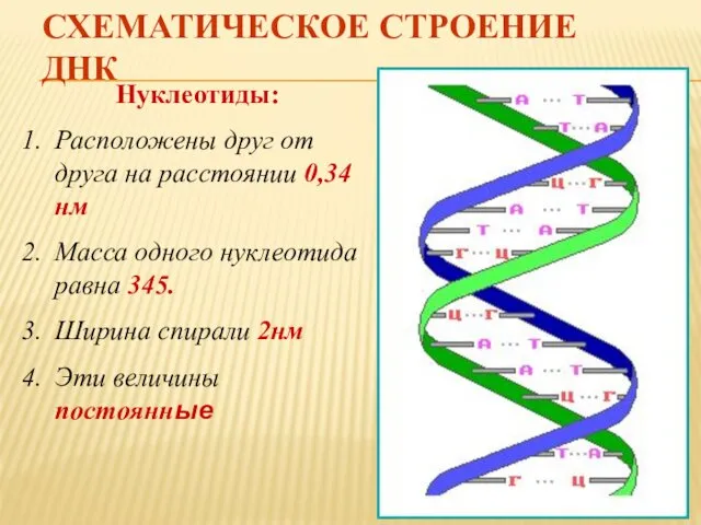 СХЕМАТИЧЕСКОЕ СТРОЕНИЕ ДНК Нуклеотиды: Расположены друг от друга на расстоянии 0,34нм