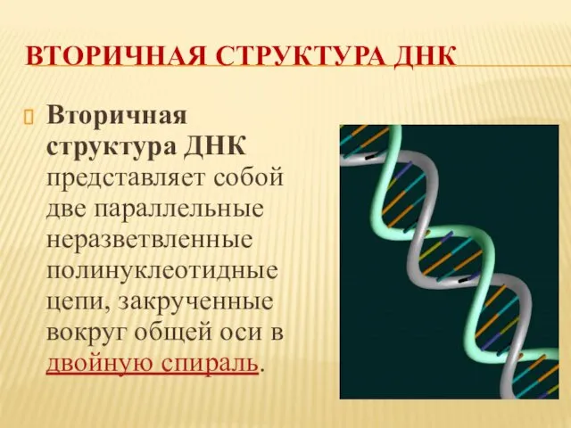 ВТОРИЧНАЯ СТРУКТУРА ДНК Вторичная структура ДНК представляет собой две параллельные неразветвленные