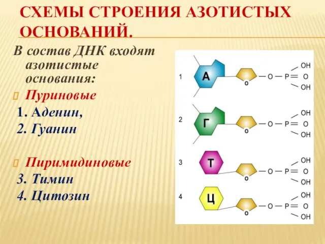 СХЕМЫ СТРОЕНИЯ АЗОТИСТЫХ ОСНОВАНИЙ. В состав ДНК входят азотистые основания: Пуриновые