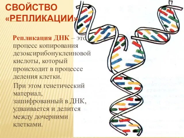 СВОЙСТВО «РЕПЛИКАЦИИ» Репликация ДНК – это процесс копирования дезоксирибонуклеиновой кислоты, который