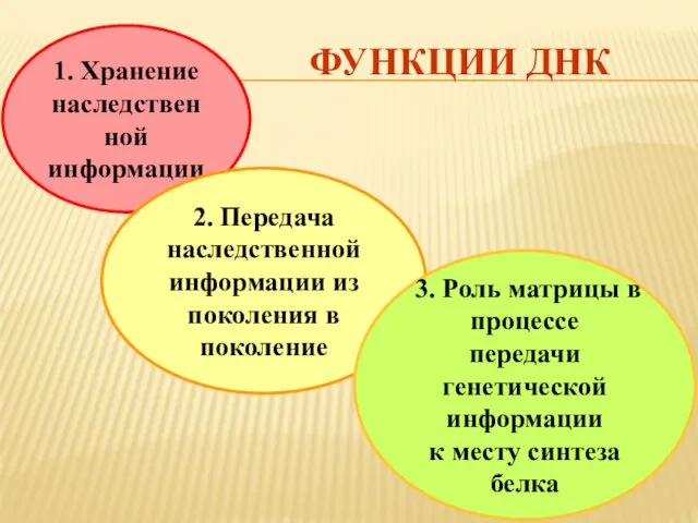 1. Хранение наследственной информации 2. Передача наследственной информации из поколения в