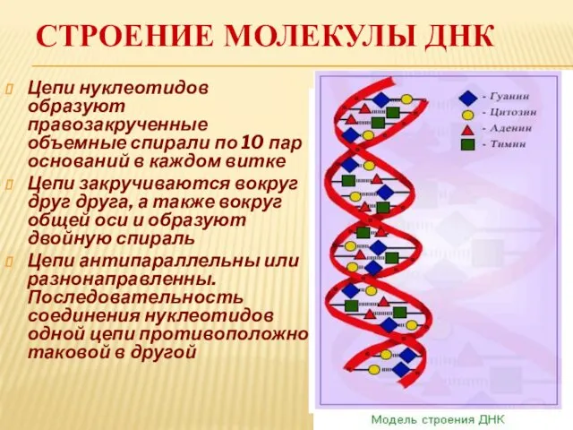 СТРОЕНИЕ МОЛЕКУЛЫ ДНК Цепи нуклеотидов образуют правозакрученные объемные спирали по 10