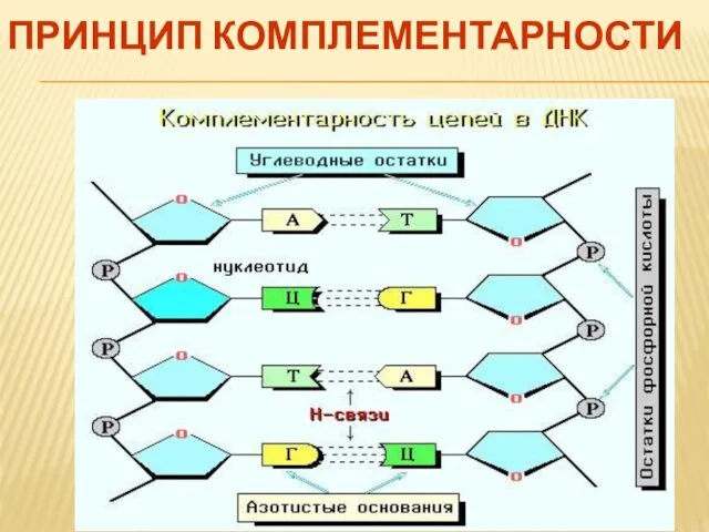 ПРИНЦИП КОМПЛЕМЕНТАРНОСТИ