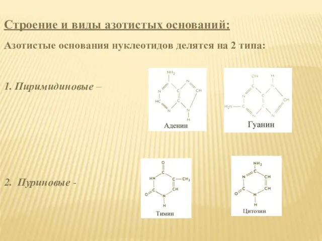 Строение и виды азотистых оснований: Азотистые основания нуклеотидов делятся на 2