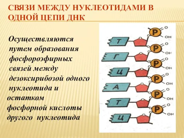 СВЯЗИ МЕЖДУ НУКЛЕОТИДАМИ В ОДНОЙ ЦЕПИ ДНК Осуществляются путем образования фосфороэфирных