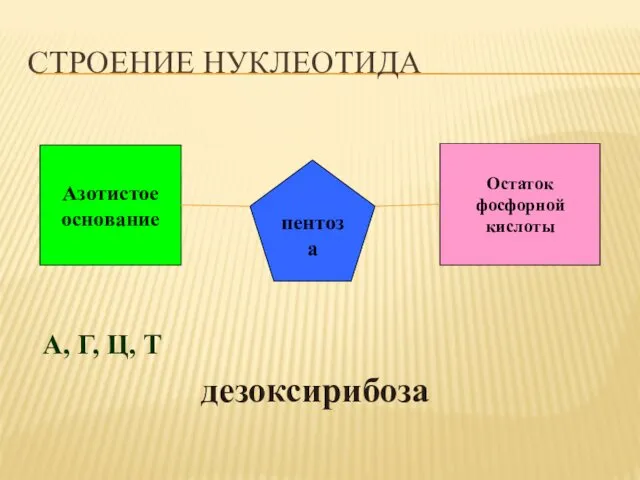 Азотистое основание Остаток фосфорной кислоты пентоза А, Г, Ц, Т дезоксирибоза СТРОЕНИЕ НУКЛЕОТИДА