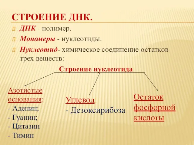 СТРОЕНИЕ ДНК. ДНК - полимер. Мономеры - нуклеотиды. Нуклеотид- химическое соединение