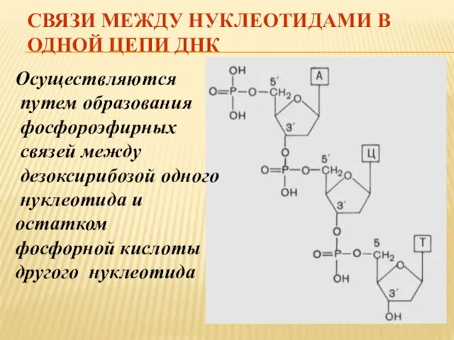 СВЯЗИ МЕЖДУ НУКЛЕОТИДАМИ В ОДНОЙ ЦЕПИ ДНК Осуществляются путем образования фосфороэфирных