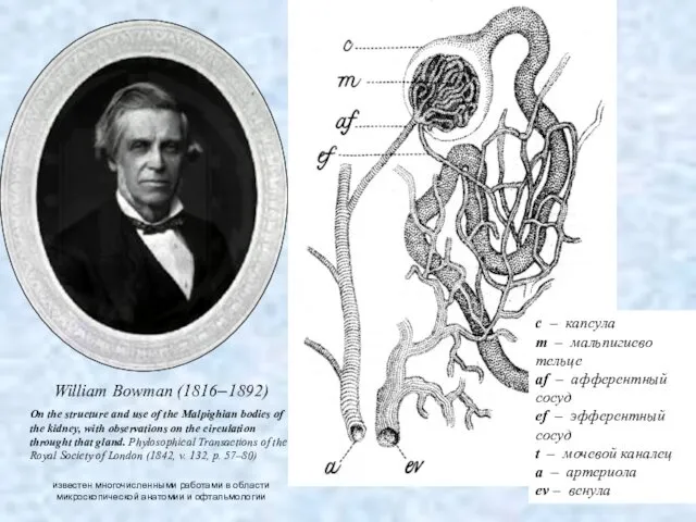 William Bowman (1816–1892) On the structure and use of the Malpighian