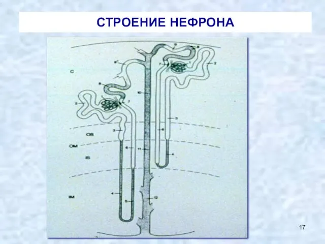 СТРОЕНИЕ НЕФРОНА