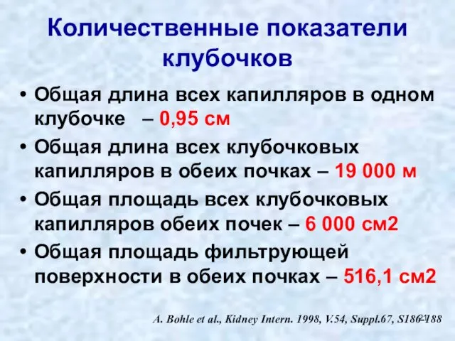 Количественные показатели клубочков Общая длина всех капилляров в одном клубочке –