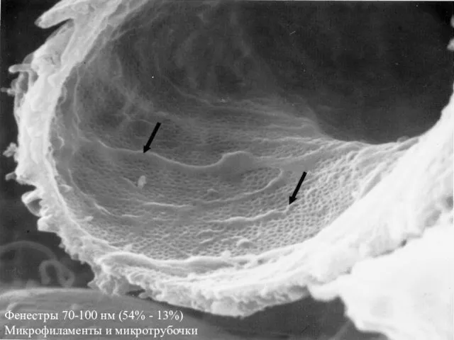 Фенестры 70-100 нм (54% - 13%) Микрофиламенты и микротрубочки