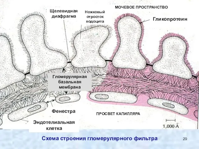 Схема строения гломерулярного фильтра Щелевидная диафрагма Ножковый отросток подоцита МОЧЕВОЕ ПРОСТРАНСТВО