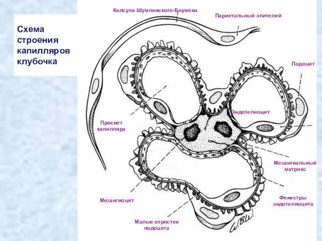 Схема строения капилляров клубочка Капсула Шумлянского-Боумена Париетальный эпителий Подоцит Эндотелиоцит Просвет