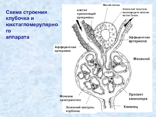 Схема строения клубочка и юкстагломерулярного аппарата клетки приносящей артериолы Macula densa