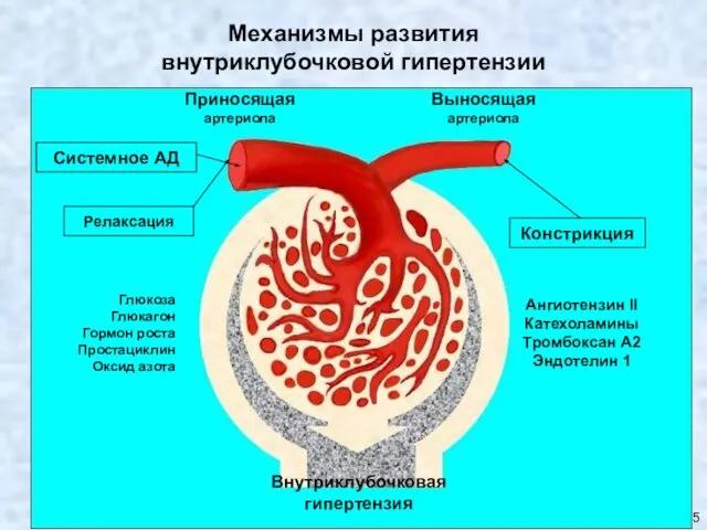 Copyright © I-Design 2002 Механизмы развития внутриклубочковой гипертензии Внутриклубочковая гипертензия Ангиотензин