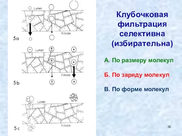 Клубочковая фильтрация селективна (избирательна) А. По размеру молекул Б. По заряду молекул В. По форме молекул