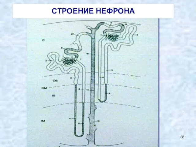 СТРОЕНИЕ НЕФРОНА