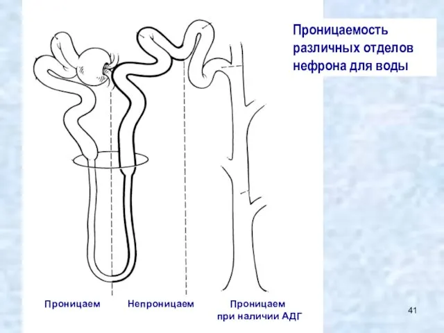 Проницаемость различных отделов нефрона для воды Проницаем Непроницаем Проницаем при наличии АДГ