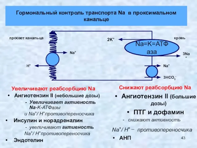 Гормональный контроль транспорта Na в проксимальном канальце Увеличивают реабсорбцию Na Ангиотензин