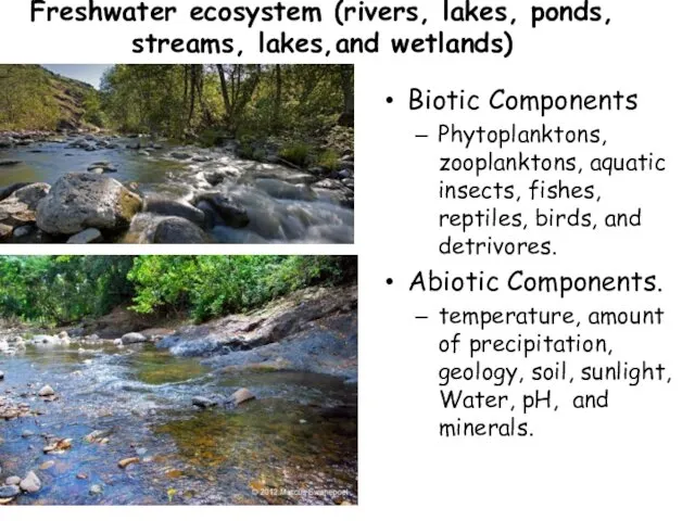 Freshwater ecosystem (rivers, lakes, ponds, streams, lakes,and wetlands) Biotic Components Phytoplanktons,