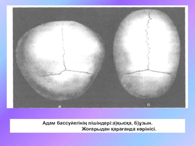 Адам бассүйегінің пішіндері:а)қысқа, б)ұзын. Жоғарыдан қарағанда көрінісі.