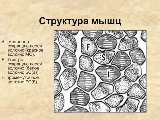 Структура мышц S - медленно сокращающееся волокно (красное волокно МС), F