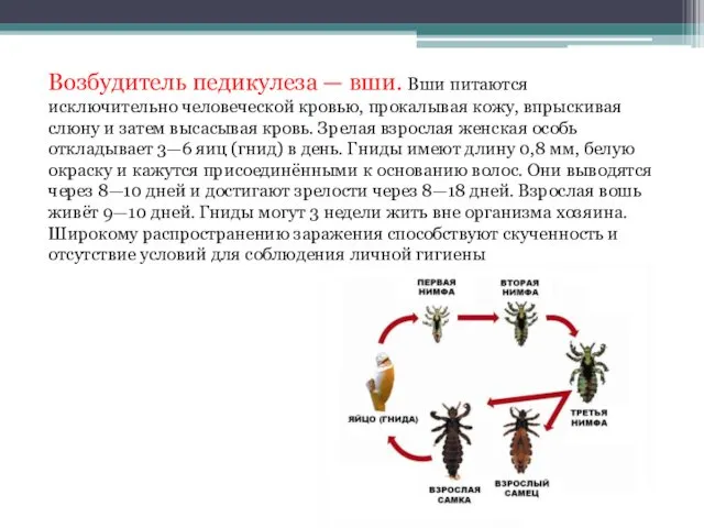 Возбудитель педикулеза — вши. Вши питаются исключительно человеческой кровью, прокалывая кожу,