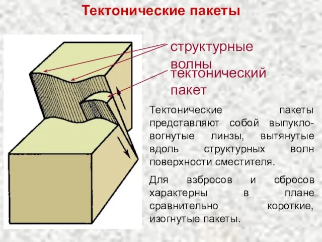 Тектонические пакеты представляют собой выпукло-вогнутые линзы, вытянутые вдоль структурных волн поверхности