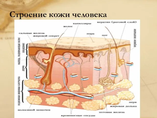 Строение кожи человека