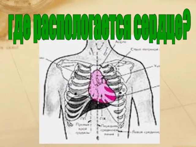 где распологается сердце?