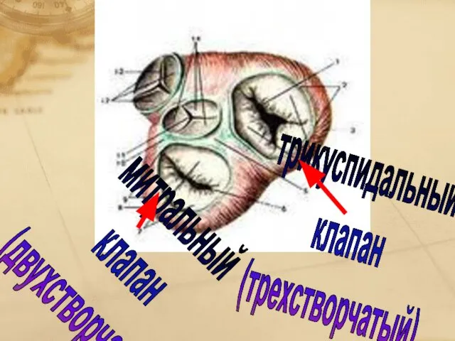 трикуспидальный клапан (трехстворчатый) митральный клапан (двухстворчатый)