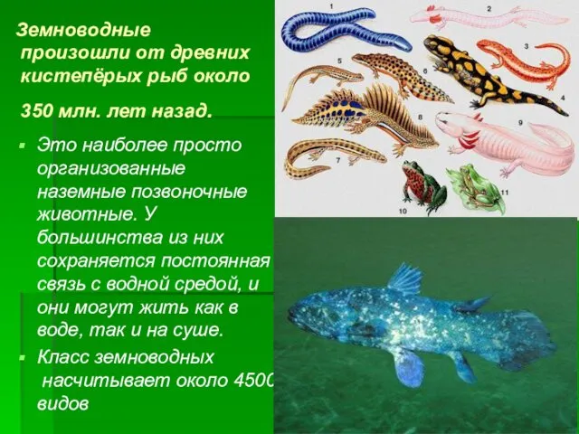 Земноводные произошли от древних кистепёрых рыб около 350 млн. лет назад.