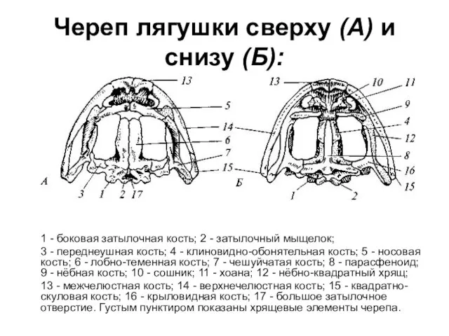 Череп лягушки сверху (А) и снизу (Б): 1 - боковая затылочная