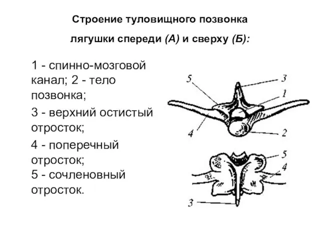 Строение туловищного позвонка лягушки спереди (А) и сверху (Б): 1 -