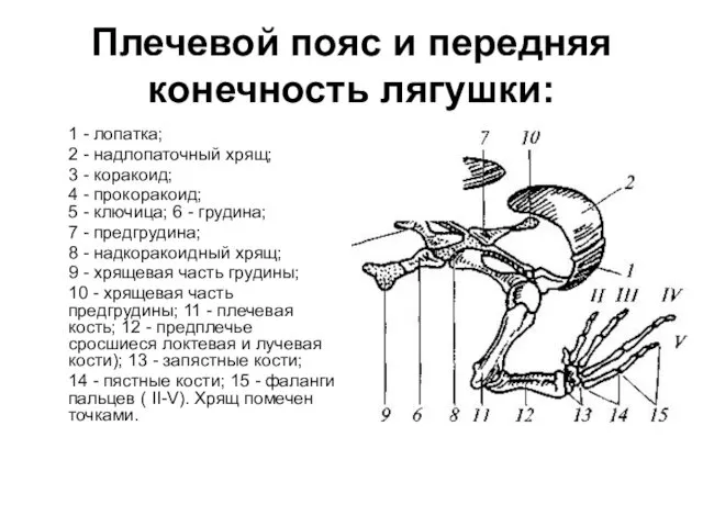 Плечевой пояс и передняя конечность лягушки: 1 - лопатка; 2 -