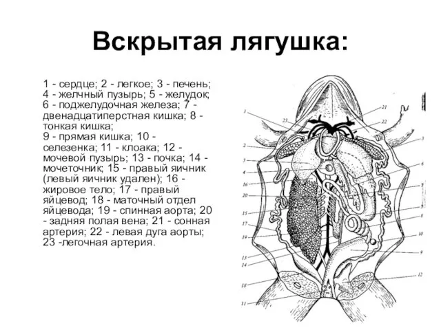 Вскрытая лягушка: 1 - сердце; 2 - легкое; 3 - печень;