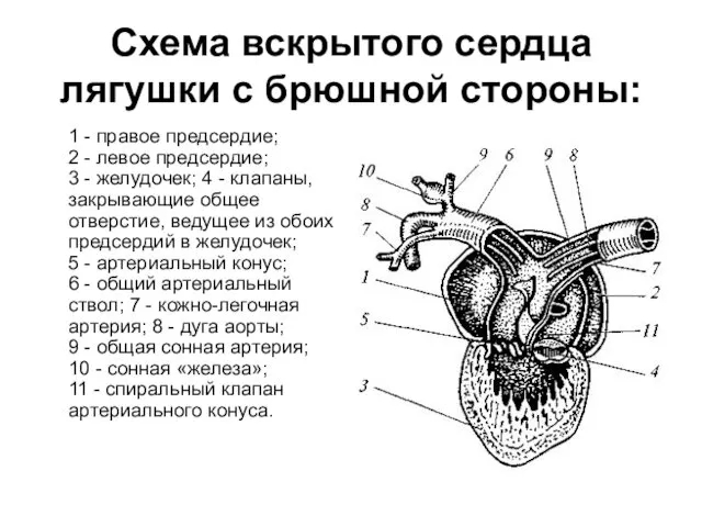 Схема вскрытого сердца лягушки с брюшной стороны: 1 - правое предсердие;