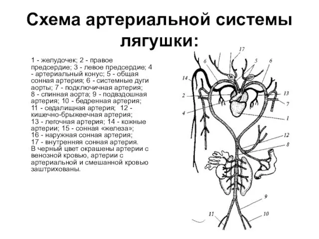 Схема артериальной системы лягушки: 1 - желудочек; 2 - правое предсердие;