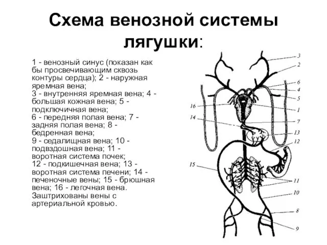 Схема венозной системы лягушки: 1 - венозный синус (показан как бы