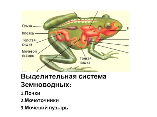 Выделительная система Земноводных: 1.Почки 2.Мочеточники 3.Мочевой пузырь