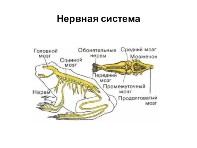 Нервная система