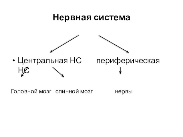 Нервная система Центральная НС периферическая НС Головной мозг спинной мозг нервы