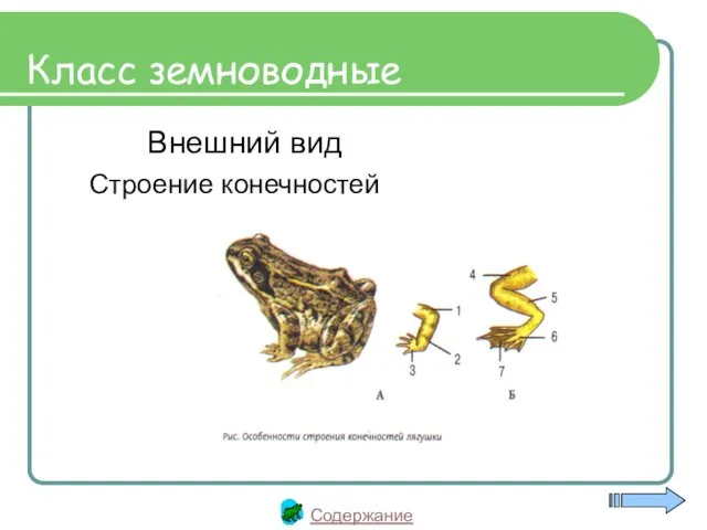 Класс земноводные Внешний вид Строение конечностей Класс земноводные Содержание